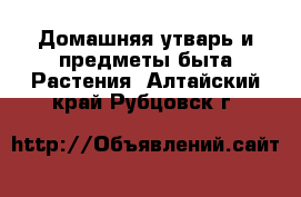 Домашняя утварь и предметы быта Растения. Алтайский край,Рубцовск г.